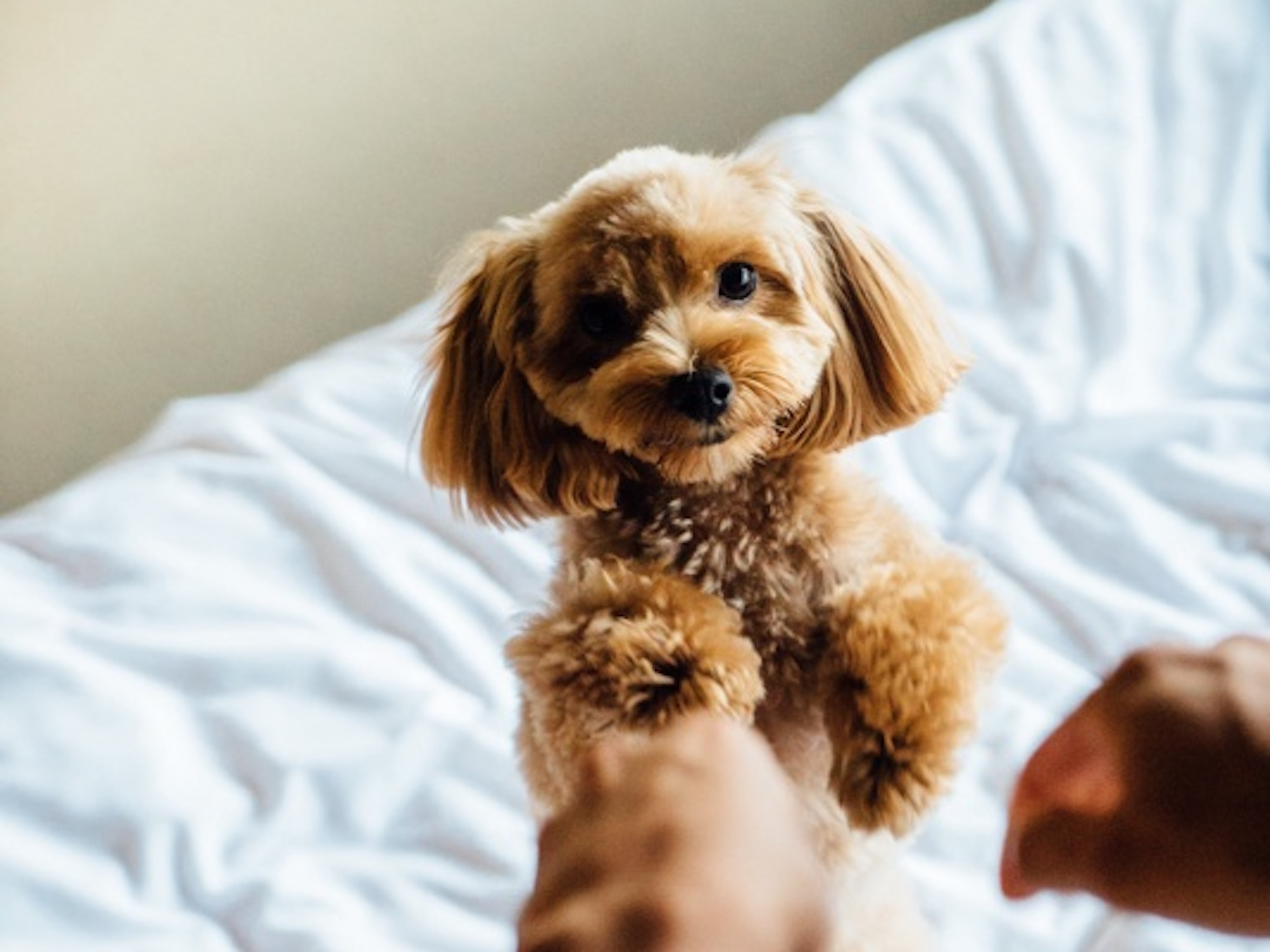 Pets welcome