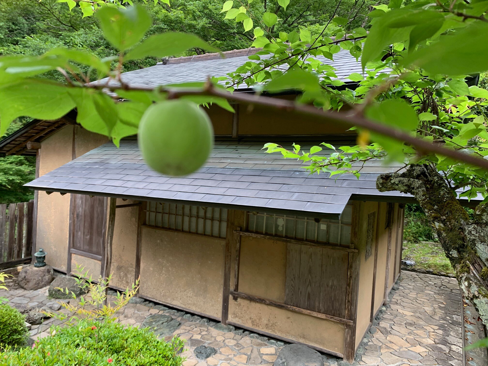 [Garden] Teahouse and Old Plum "Plum Fruit"
