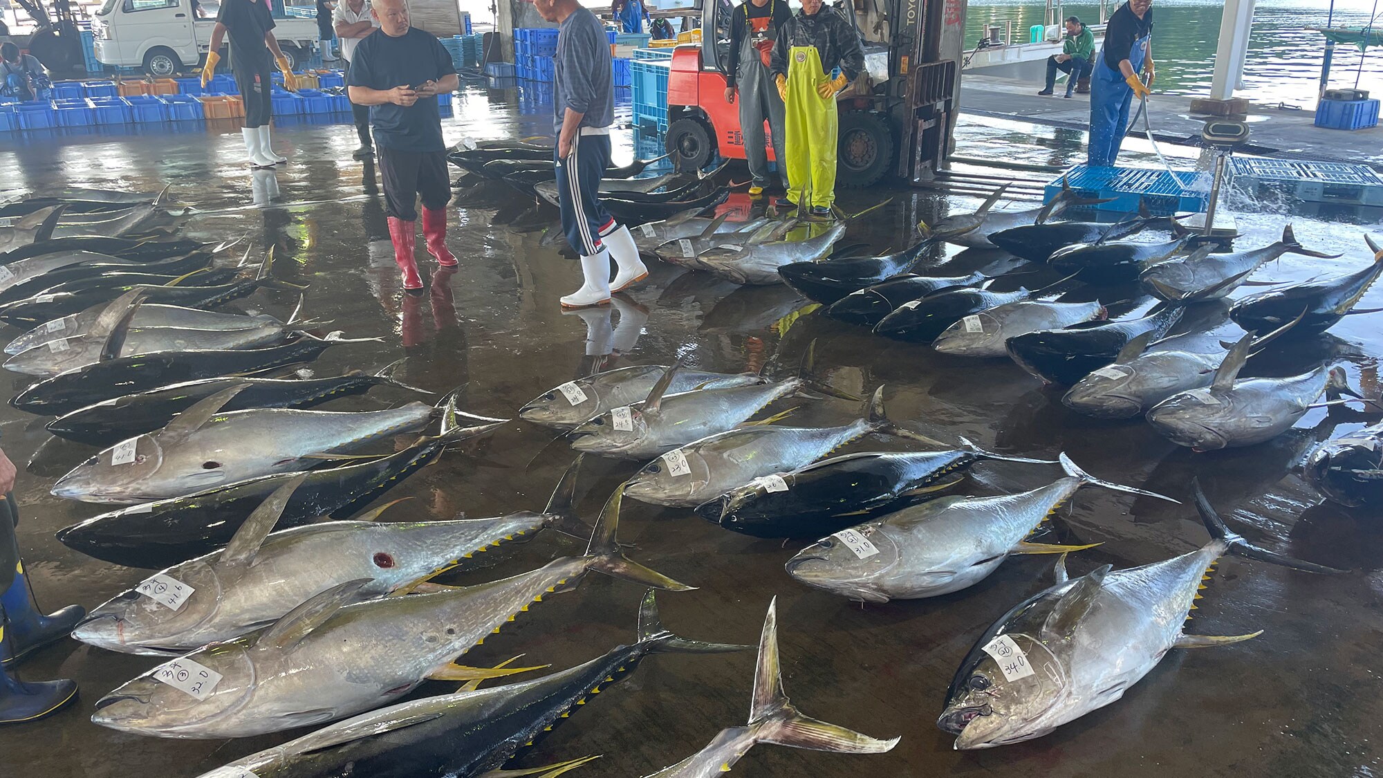 Presiden adalah seorang pedagang ikan