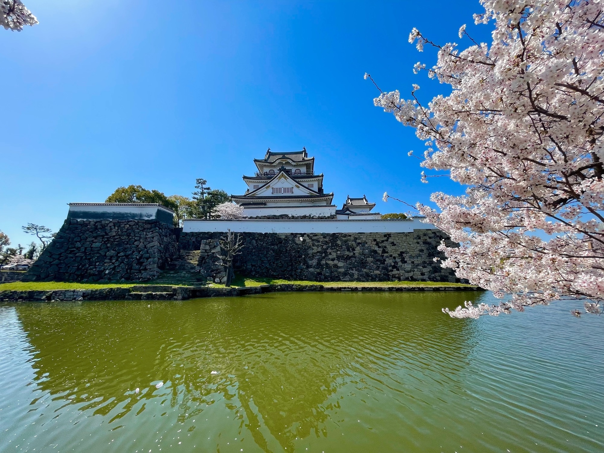 Kishiwada Castle Cherry Blossoms 3