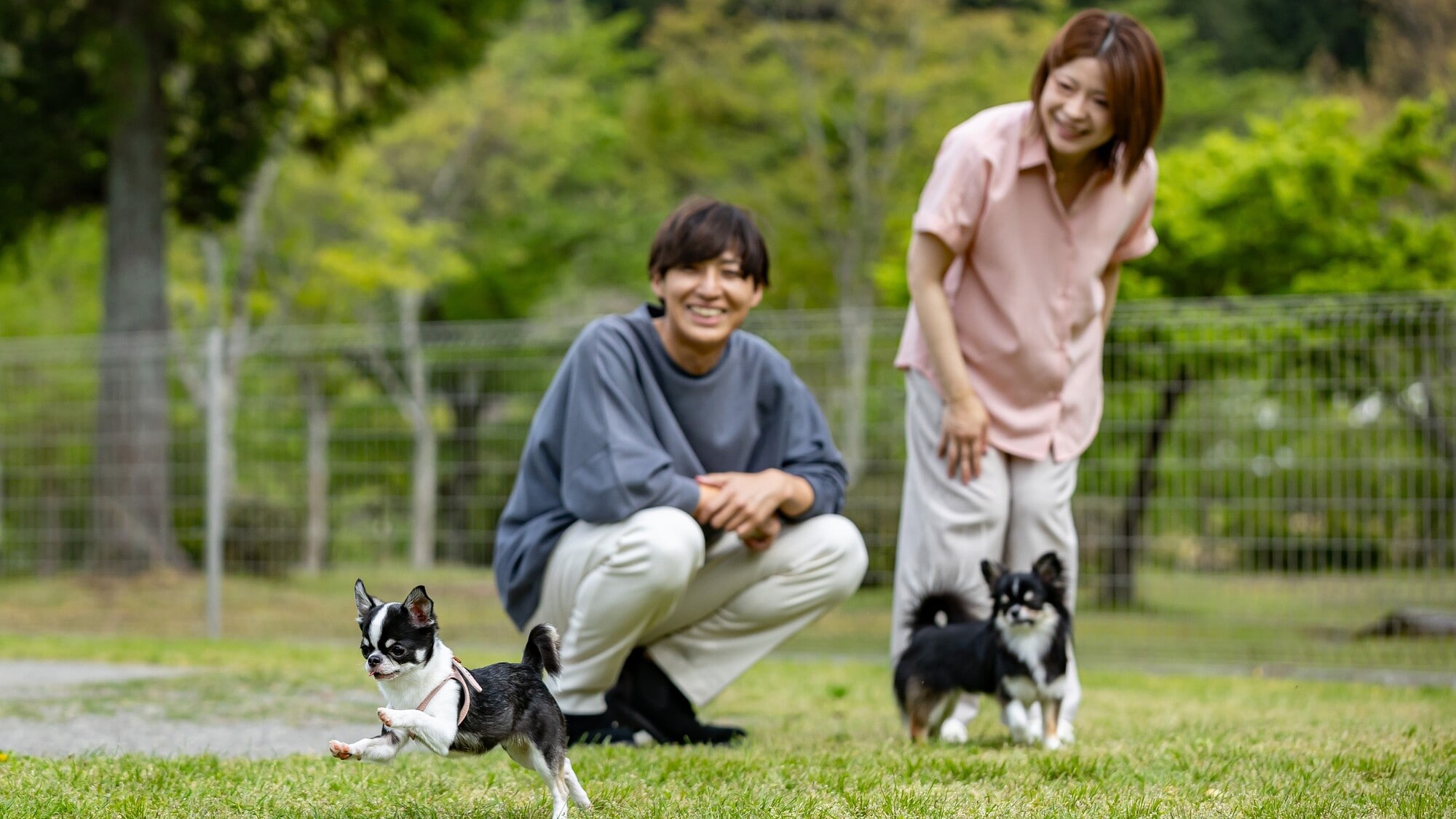 【TAMAN ANJING】