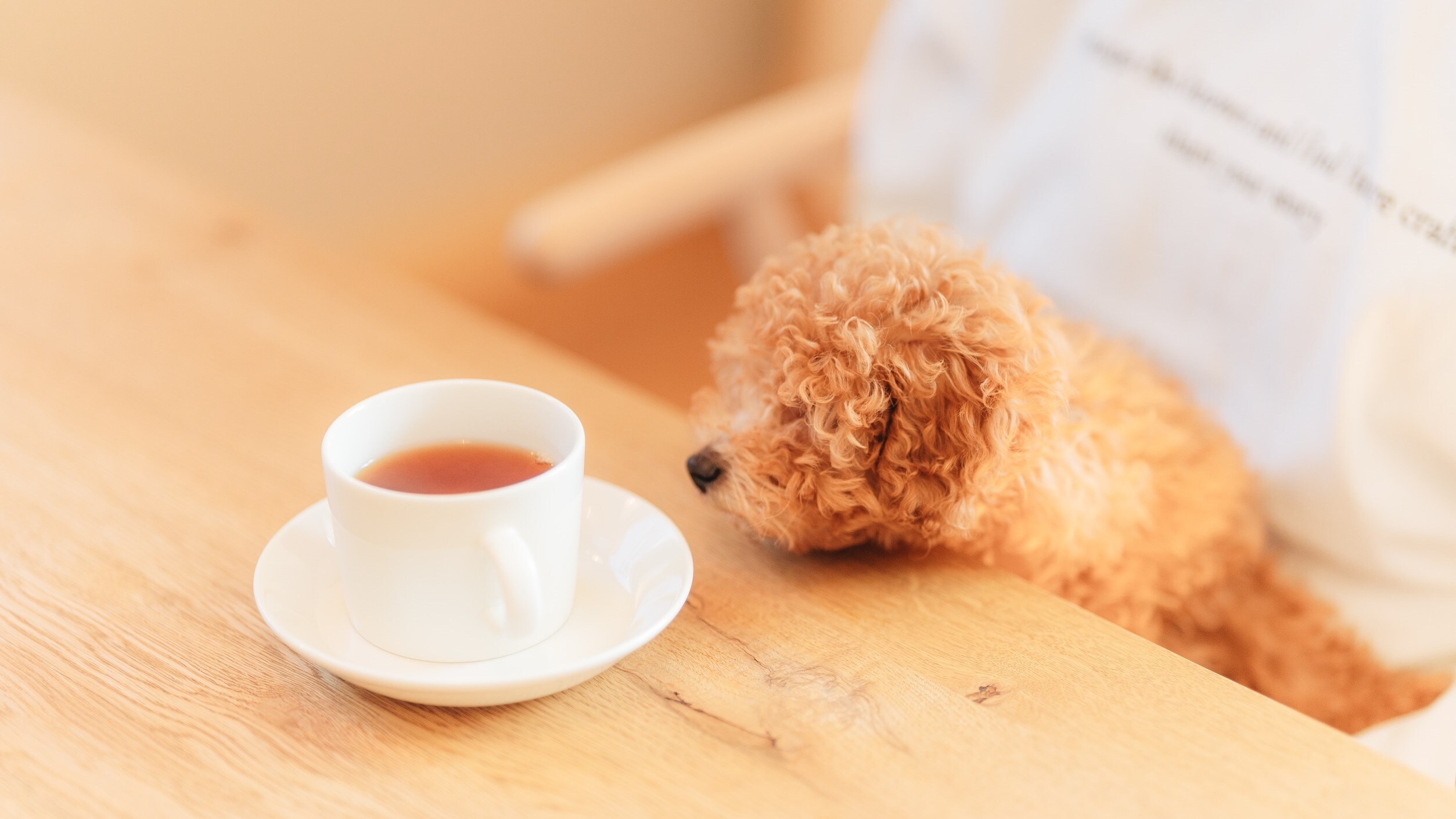 Service: Pet dogs welcome!