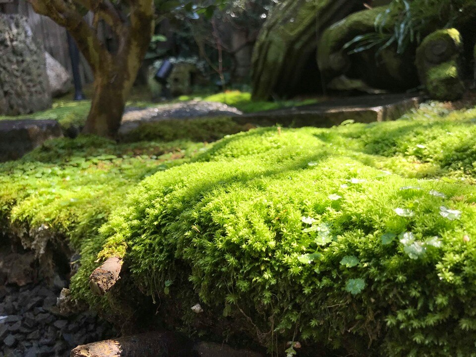 [苔藓花园] 大国川附近
