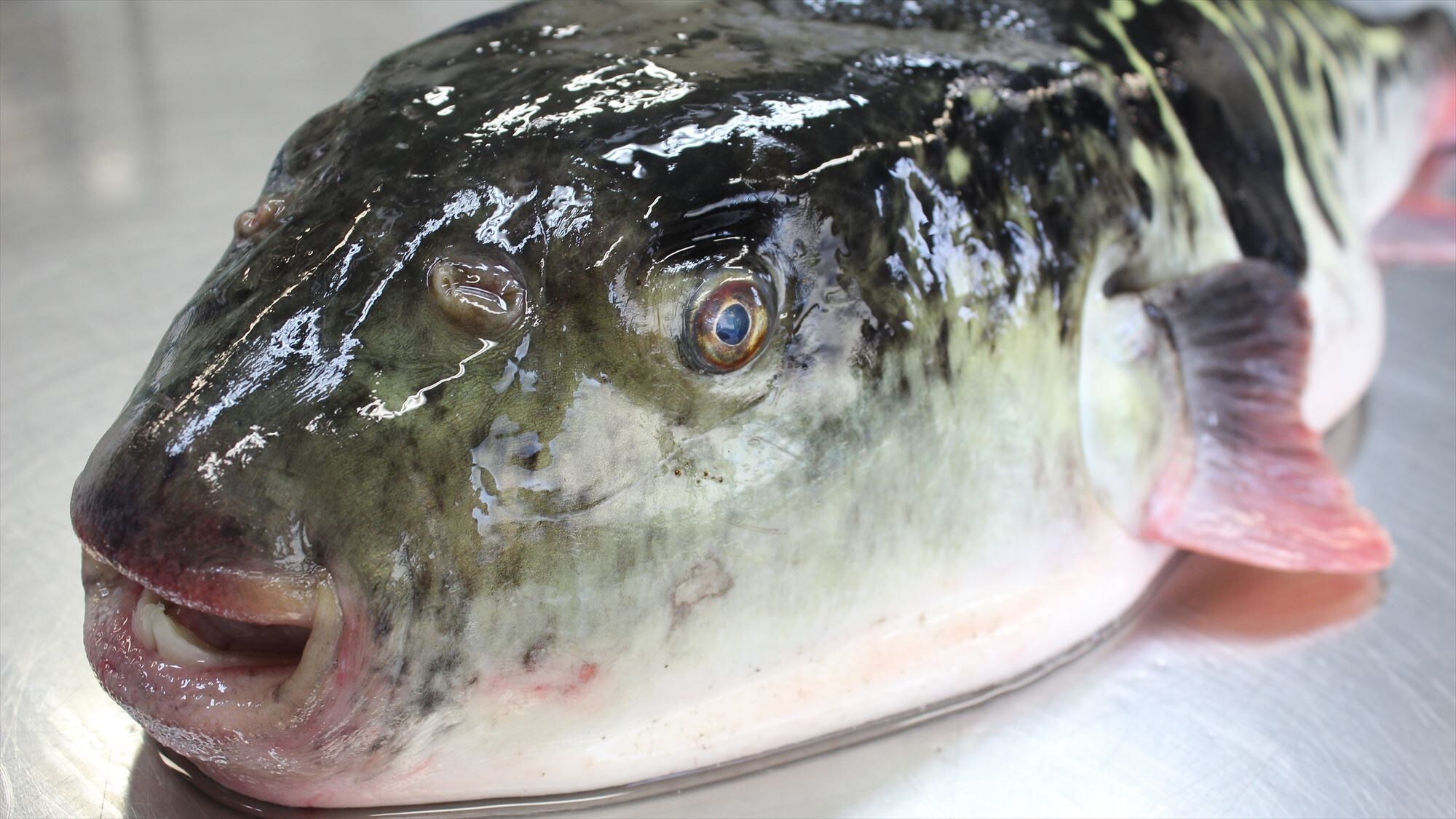 Enjoy winter tiger pufferfish