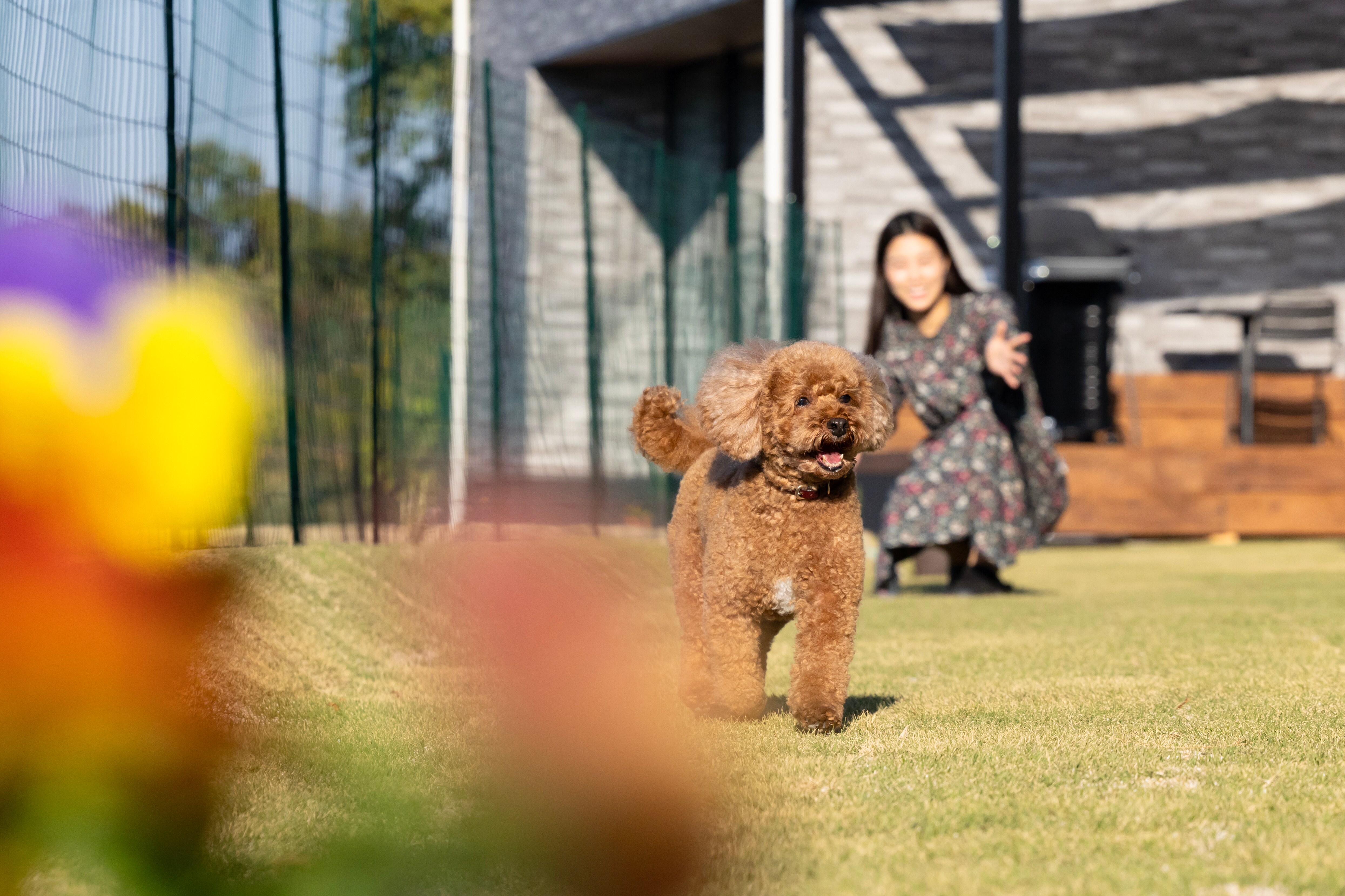 Dog run