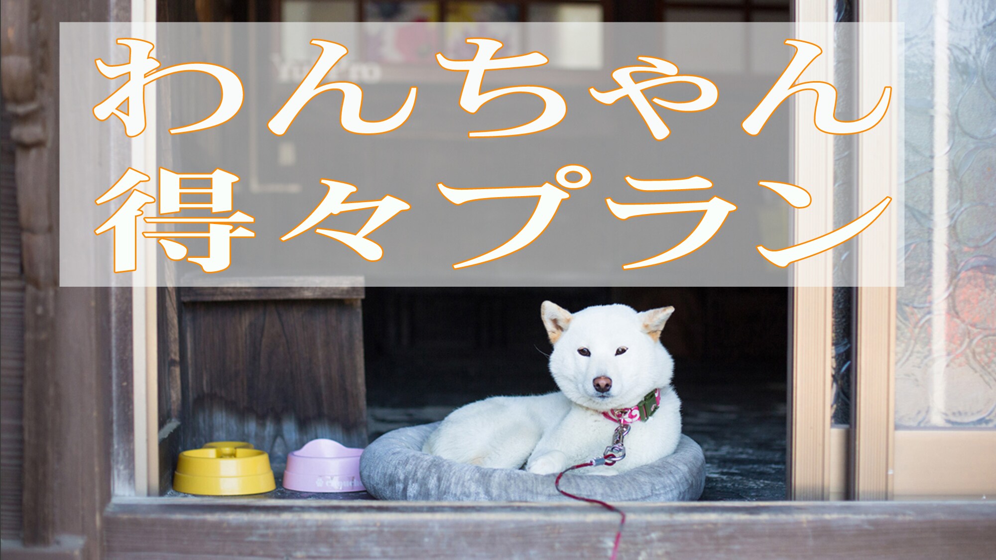 Great value plan for dogs