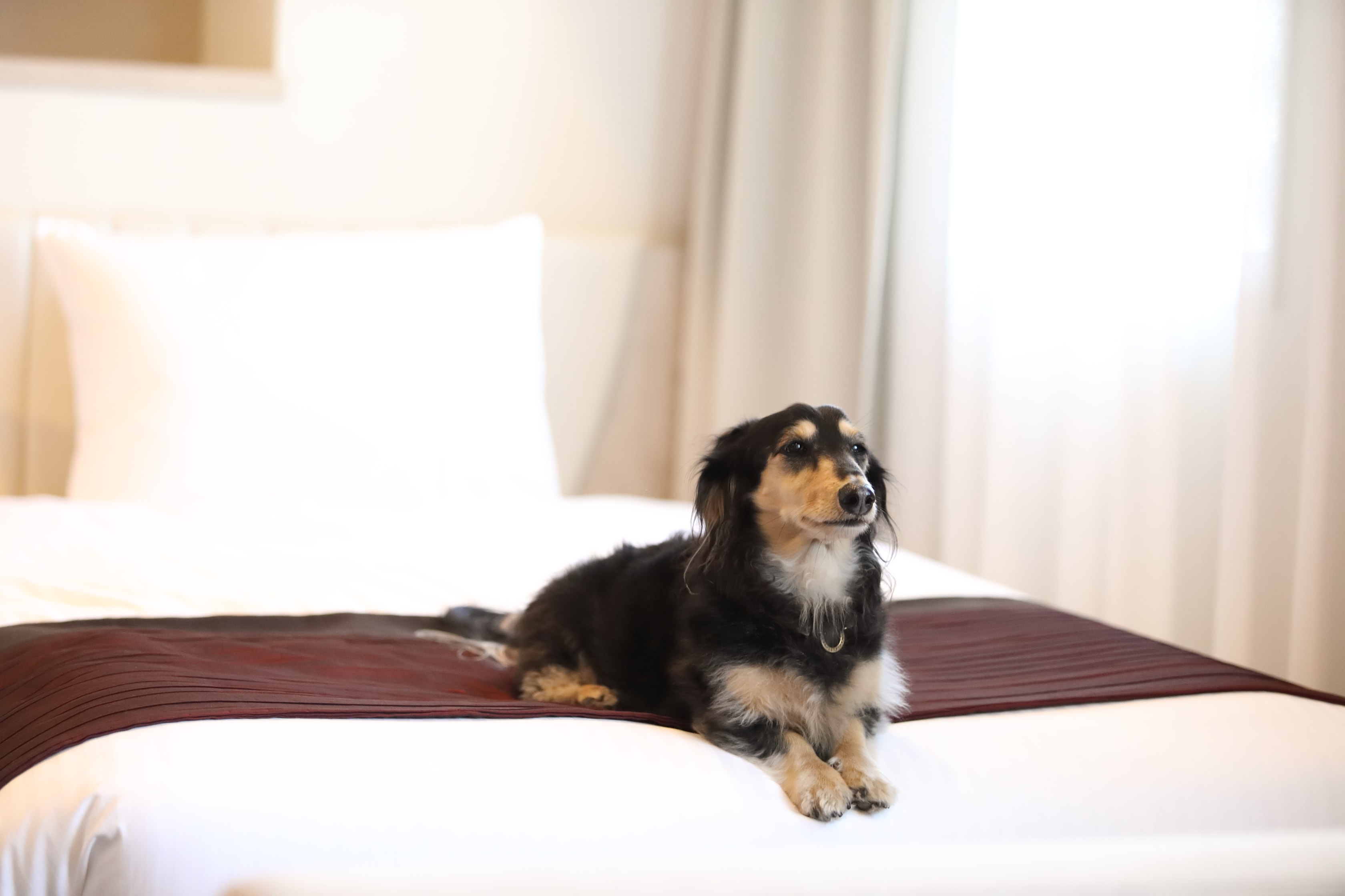dog