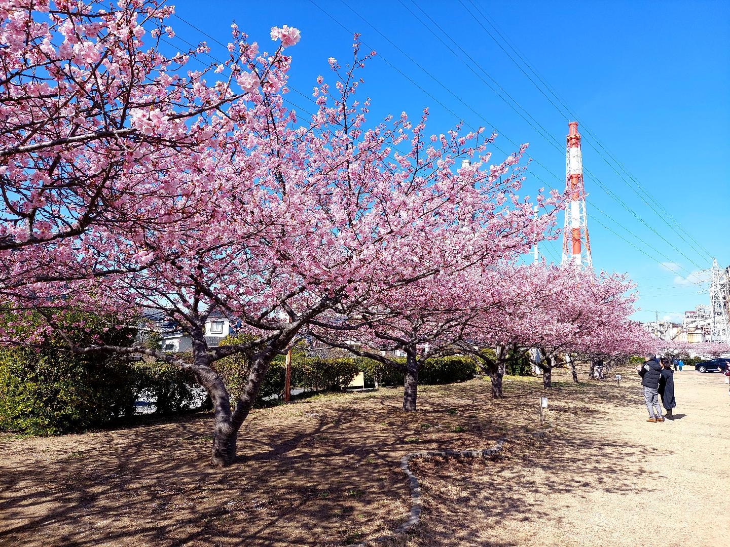 20260308_141249　勿来発電所の河津桜.jpg