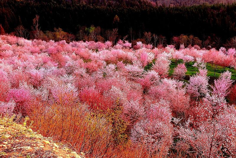 樱花