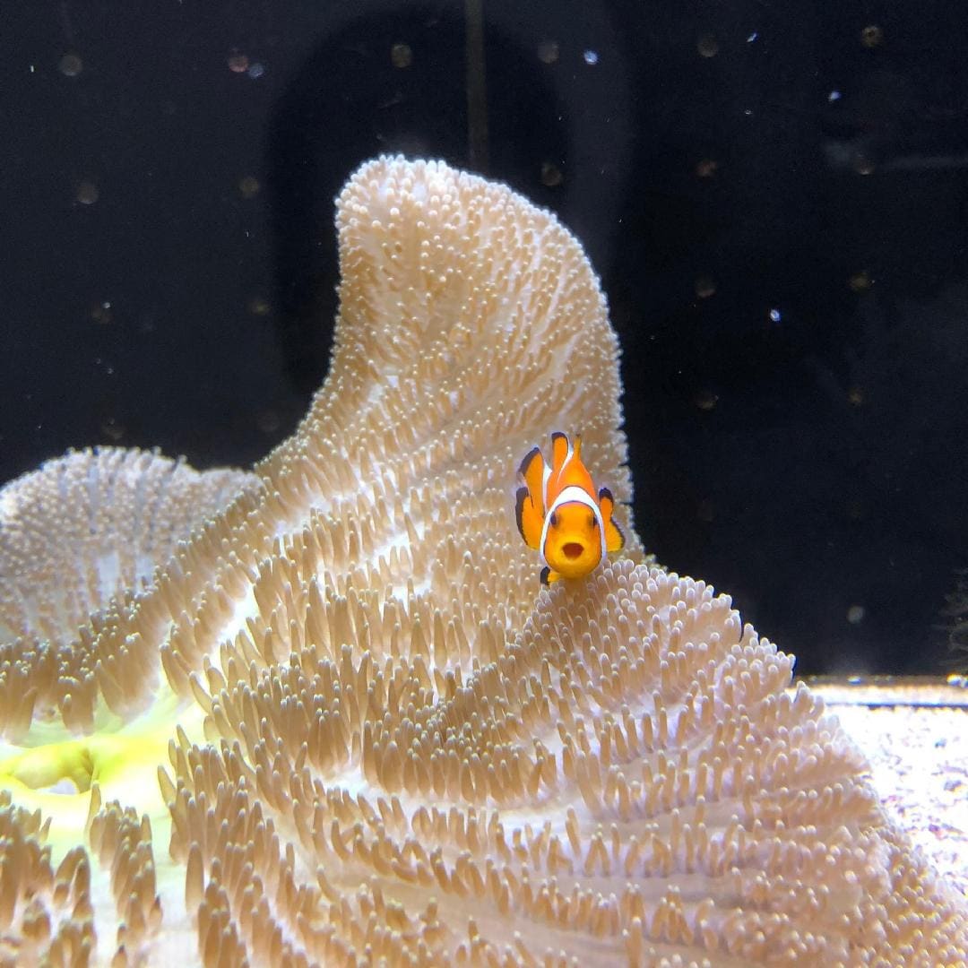 profile