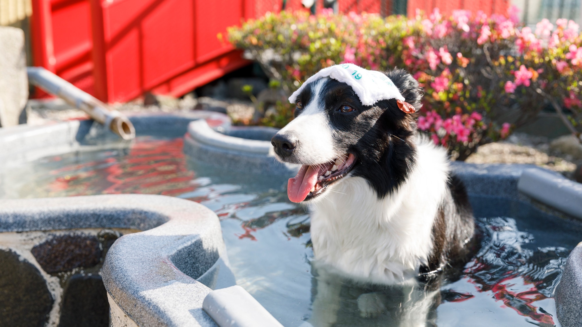 [Open-air bath for pets]