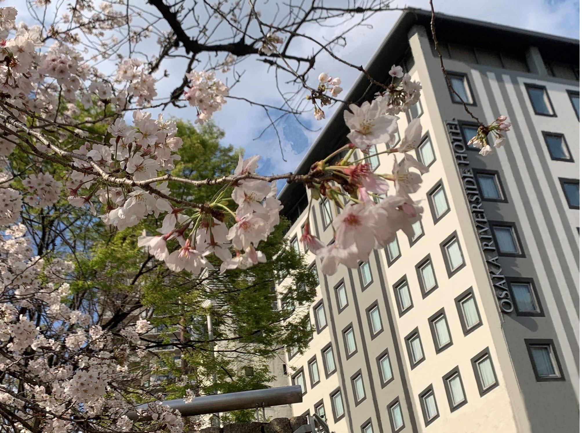 Sakura appearance