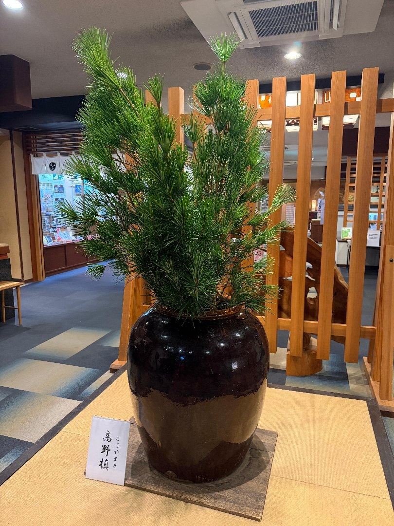 3247BE58-F1FF-4FAA-B03B-E35B862F0376.jpeg
