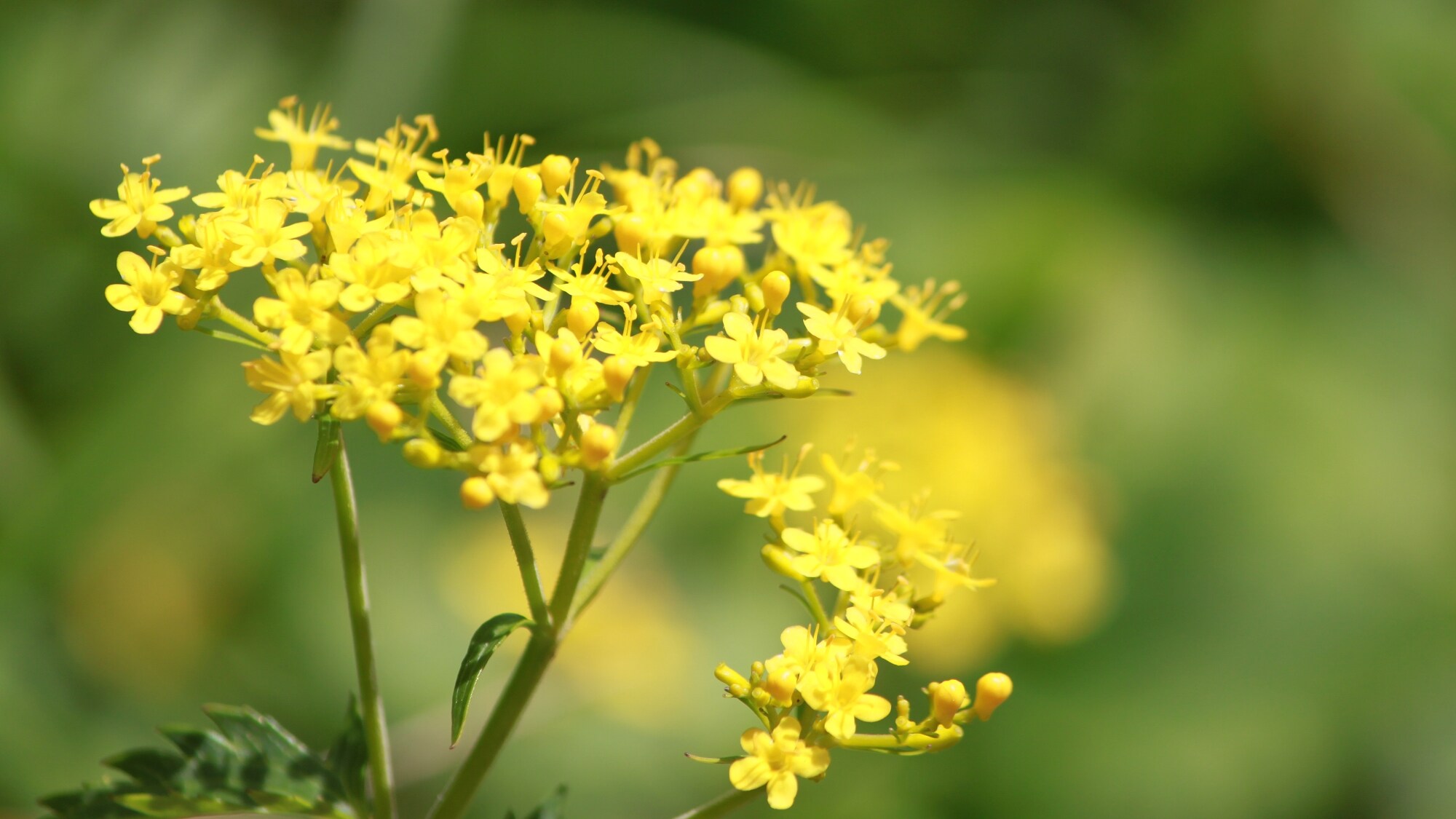 志賀高原美麗的自然風光