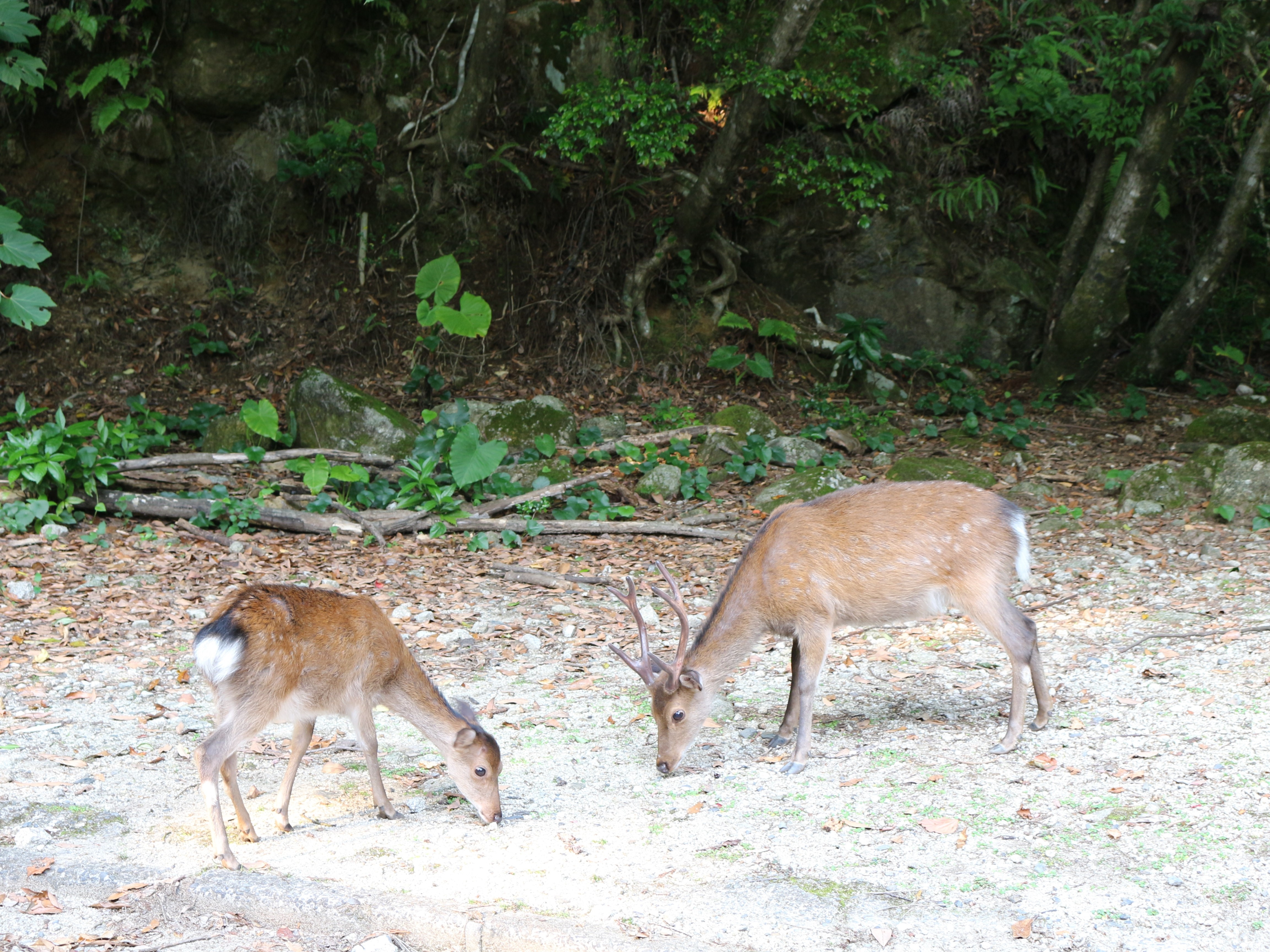 Yakushika deer on the Western Forest Road