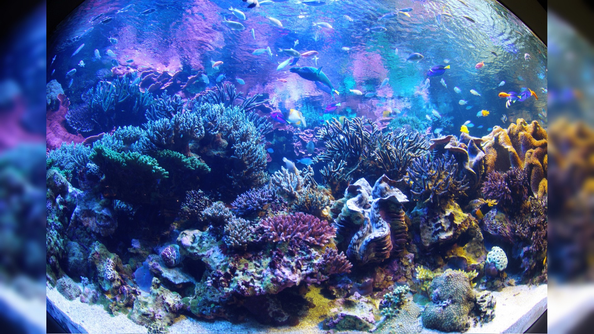 鳥羽水族館