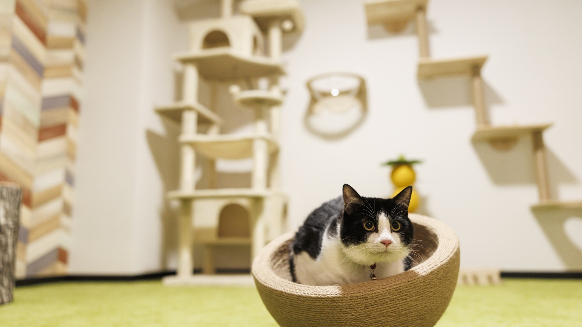 Dog & Cat Room [Deluxe]: Japanese-Western style room with playroom and bed.