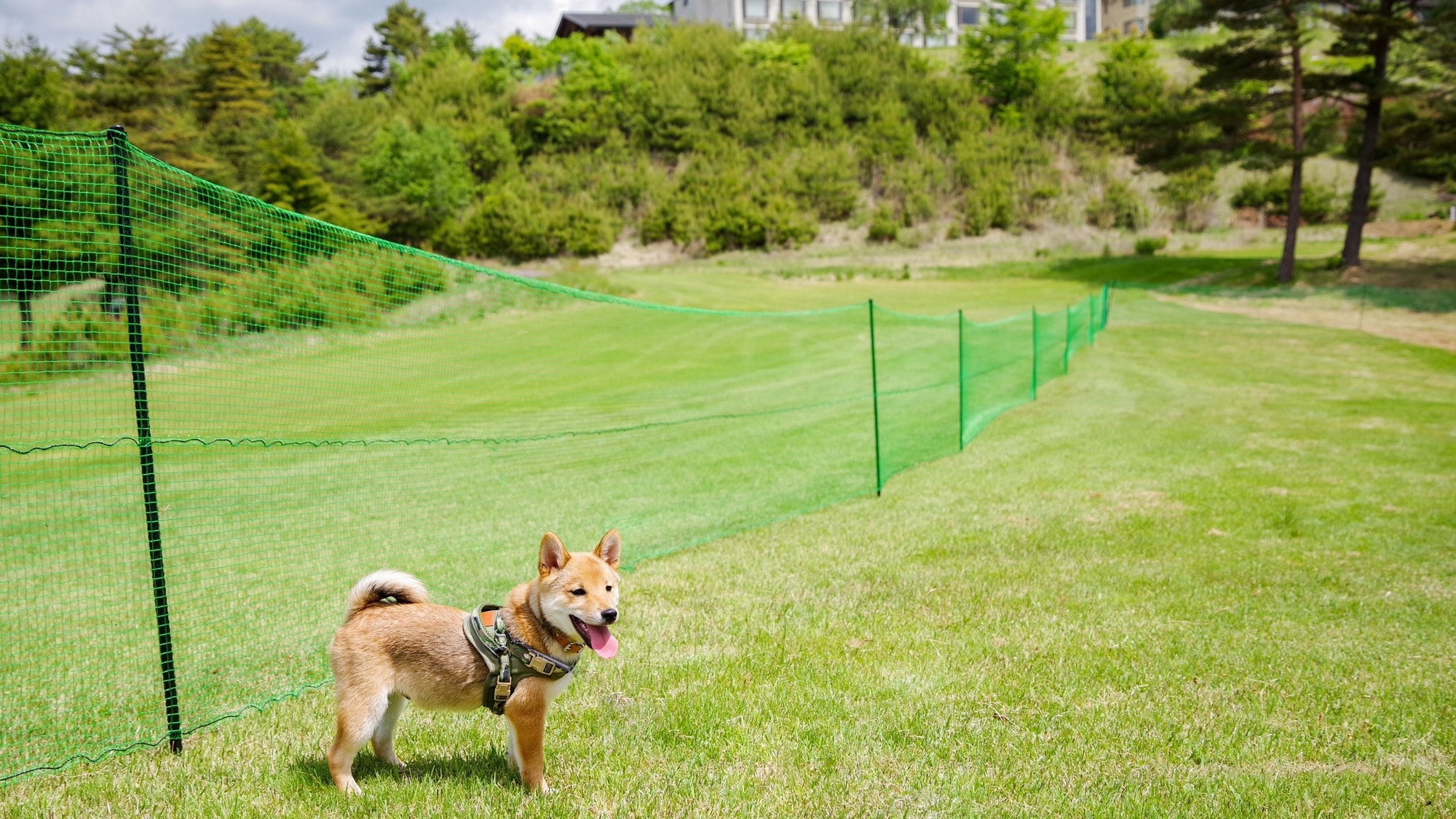 Dog run