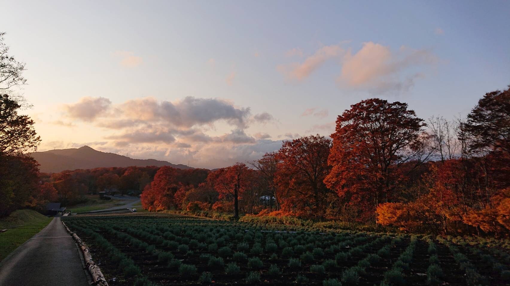 Lavender Park Sunset 2 Y