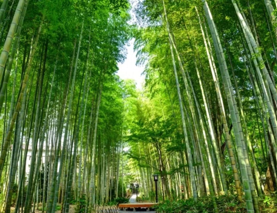 ・[Izu Tourism] About 15 minutes by car from the "Bamboo Forest Path" along the Katsura River that runs through the center of Izu Shuzenji Onsen Town