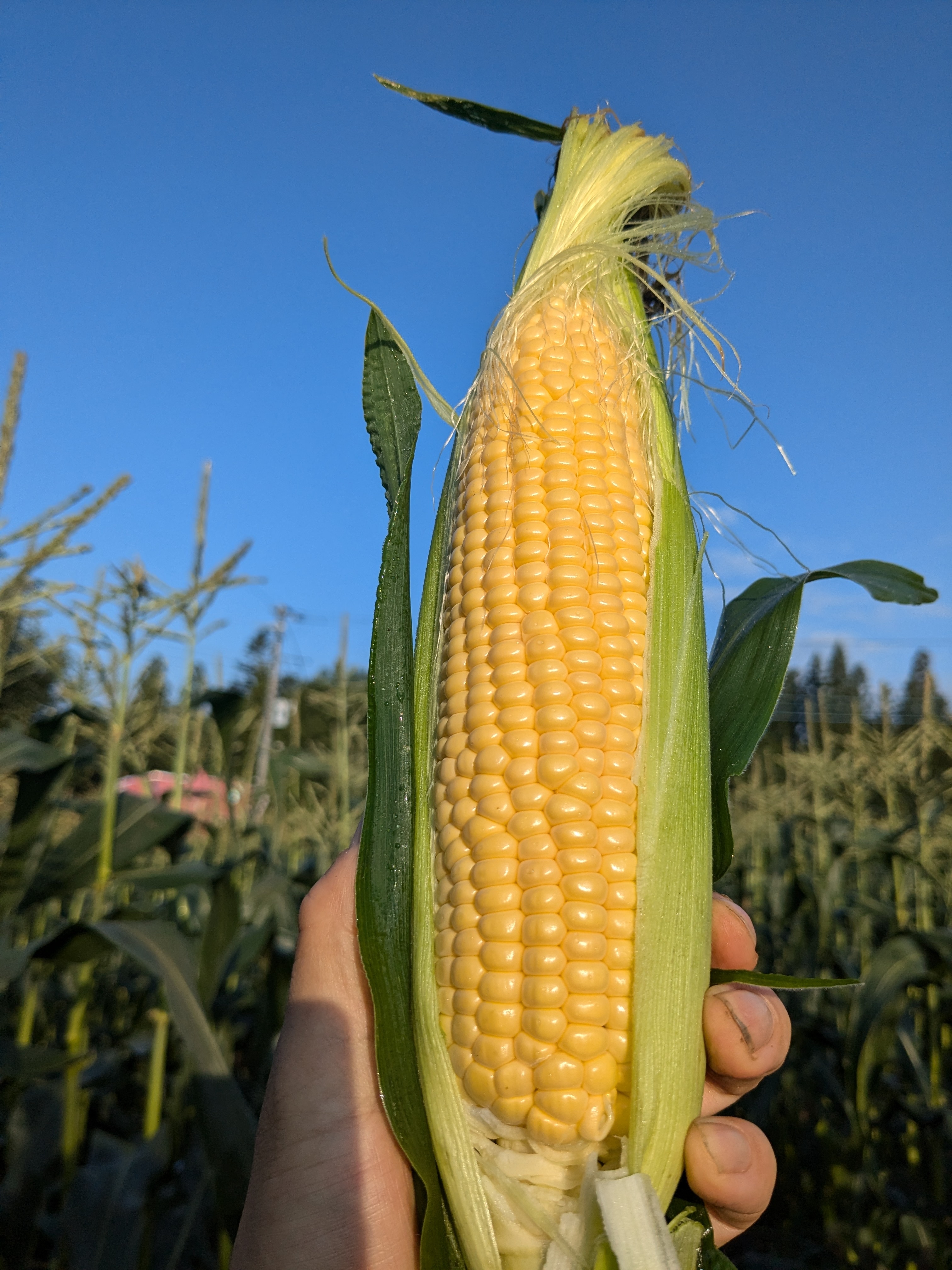 Morning harvest of corn
