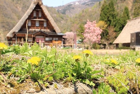 Rape blossoms and gassho-zukuri