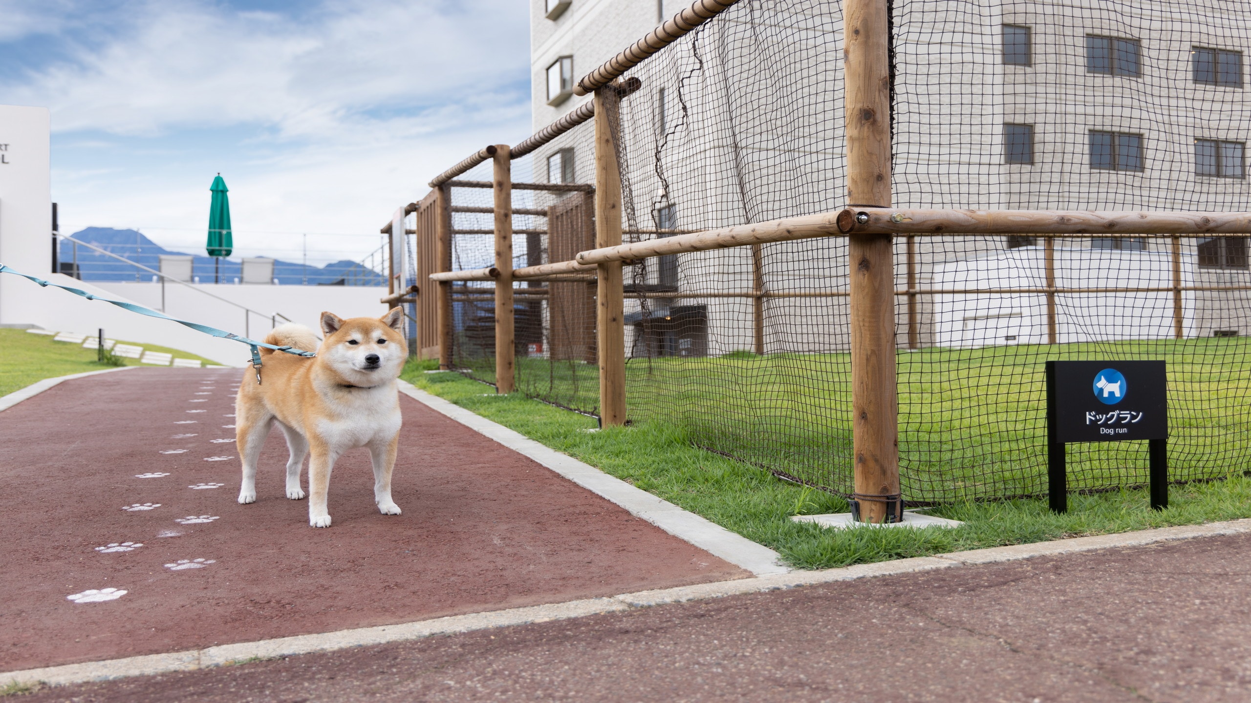 狗跑