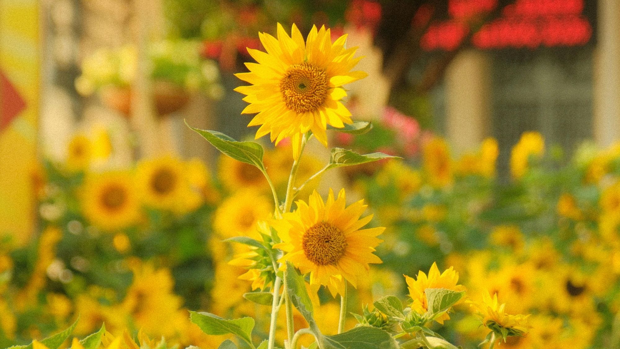 【夏季限时优惠！】