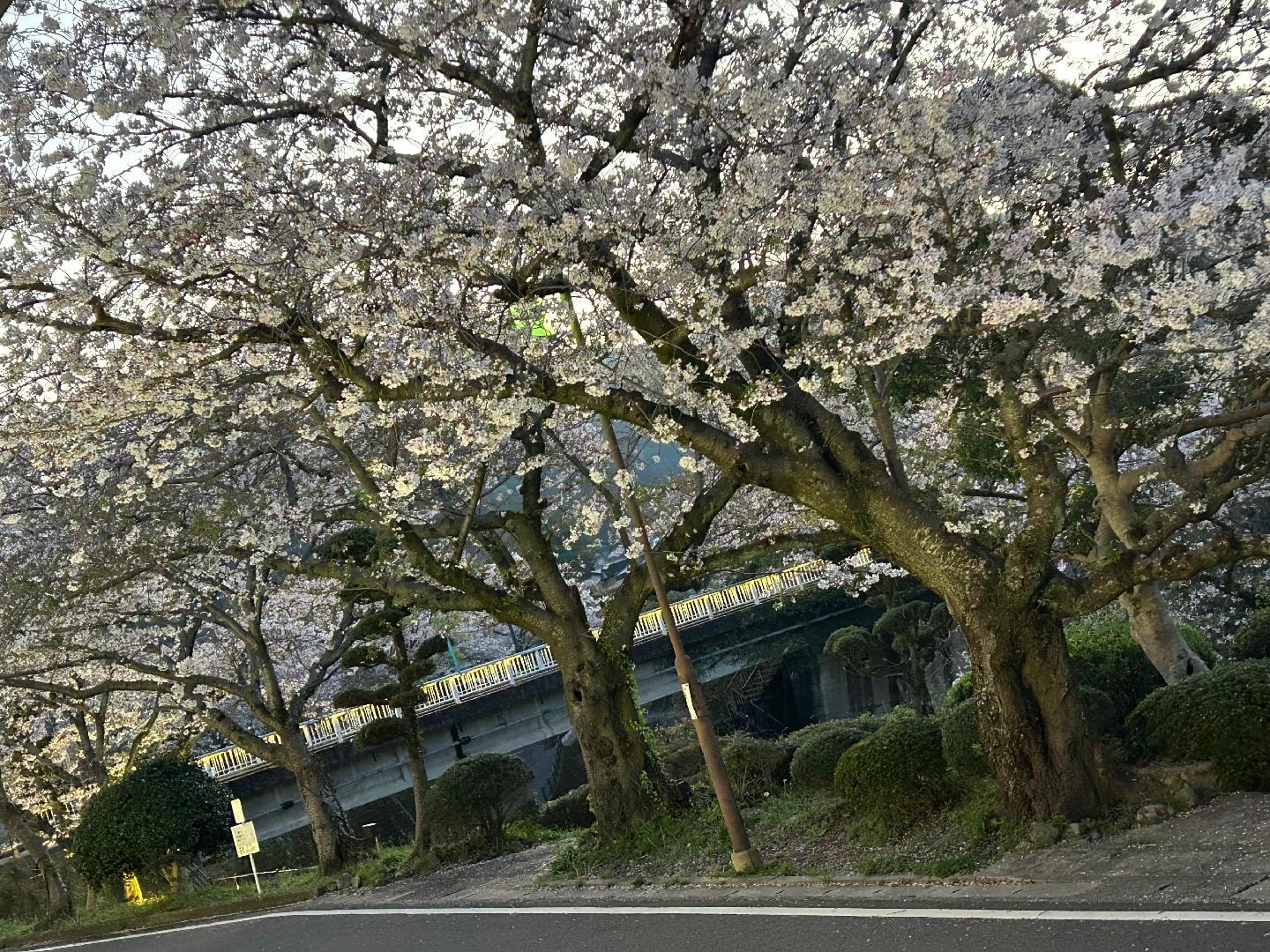IMG_9362.jpeg