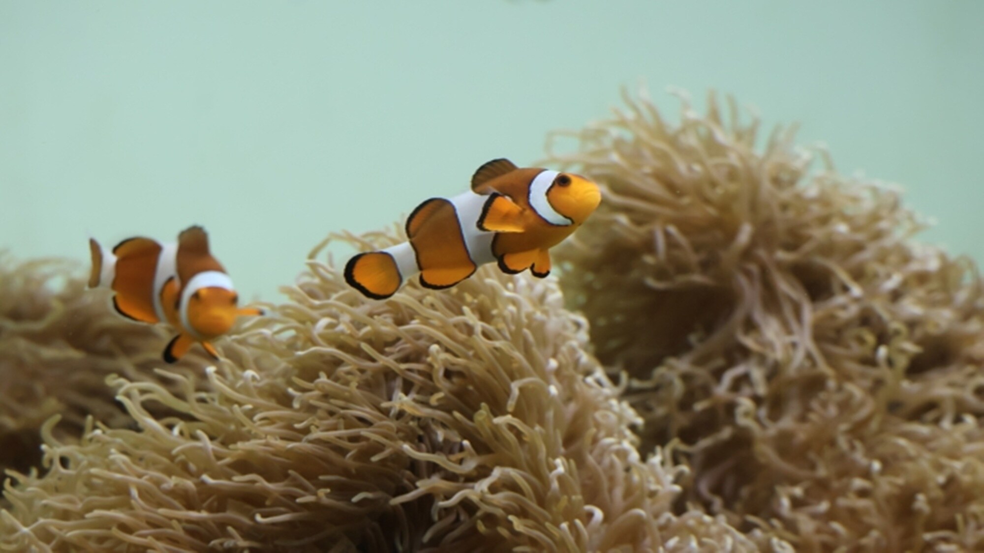 *Aquarium image