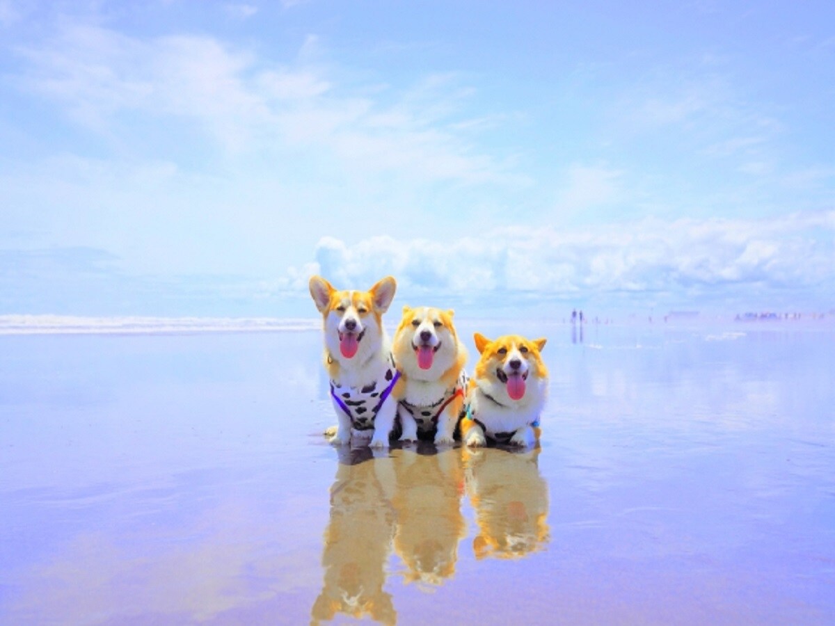 [Dogs allowed] Resort life with your beloved dog♪ (proof required) [Breakfast & dinner buffet included]