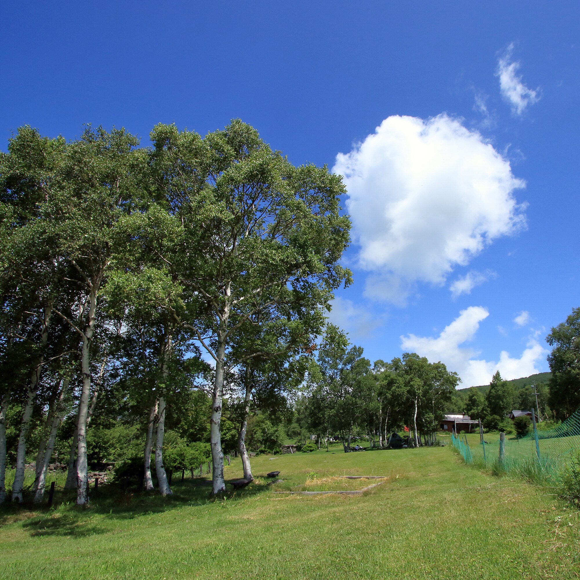 s plateau meadow summer