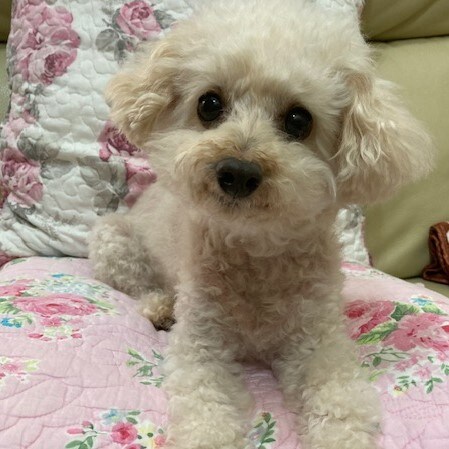 small dog