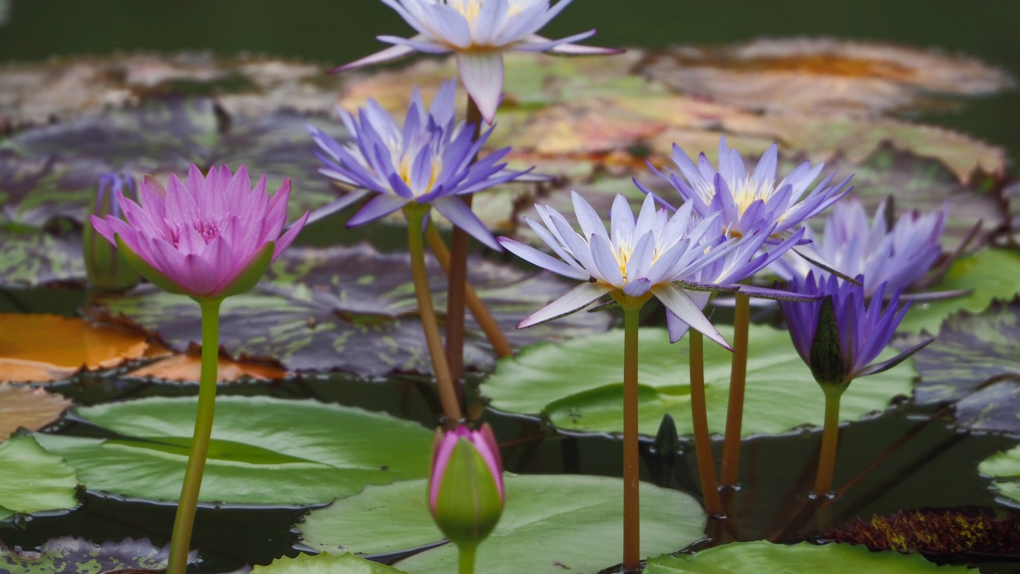 *【週邊觀光/莫內花園】因莫內而聞名的睡蓮從春季到秋季盛開。