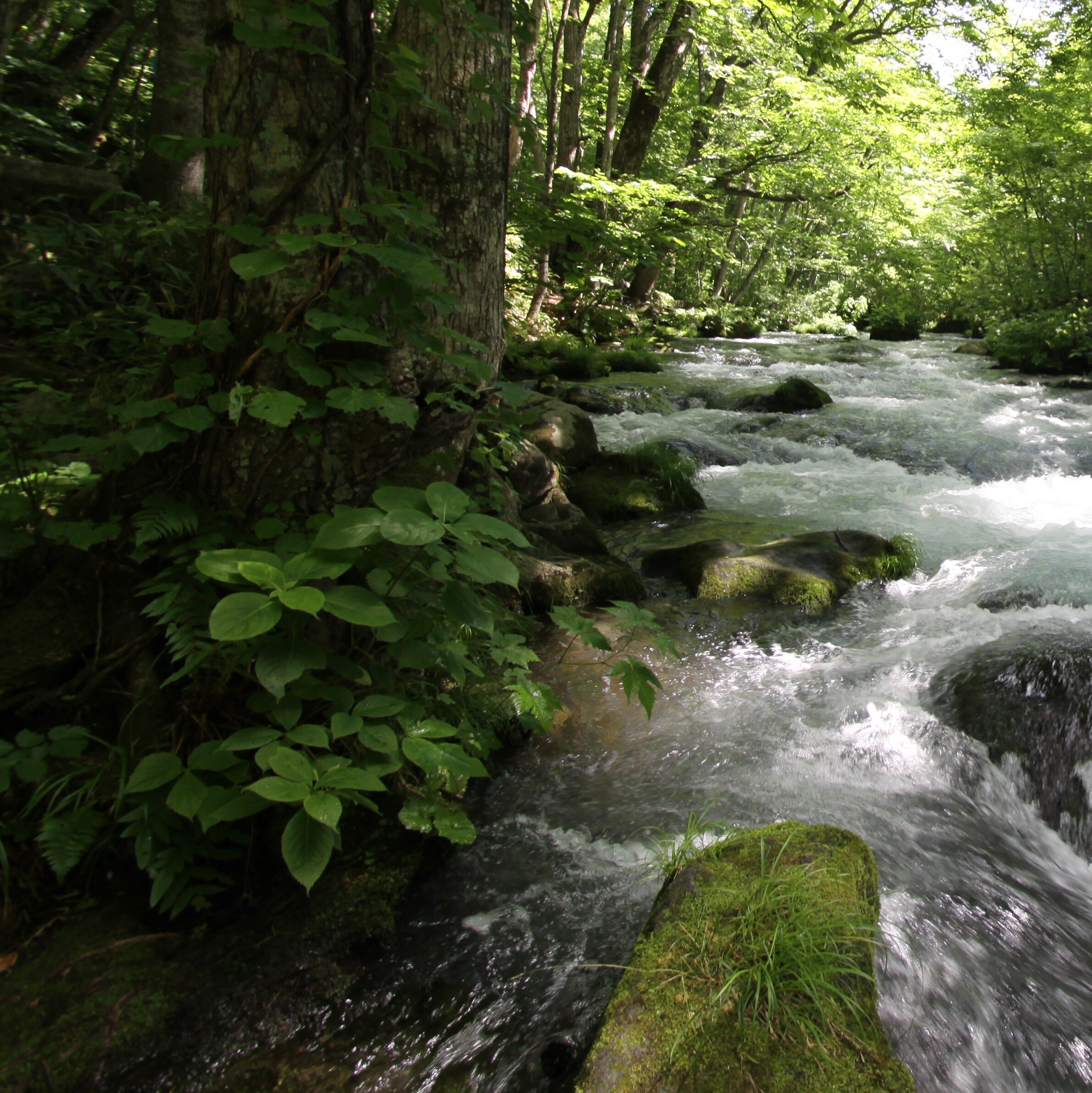 Oirase Gorge