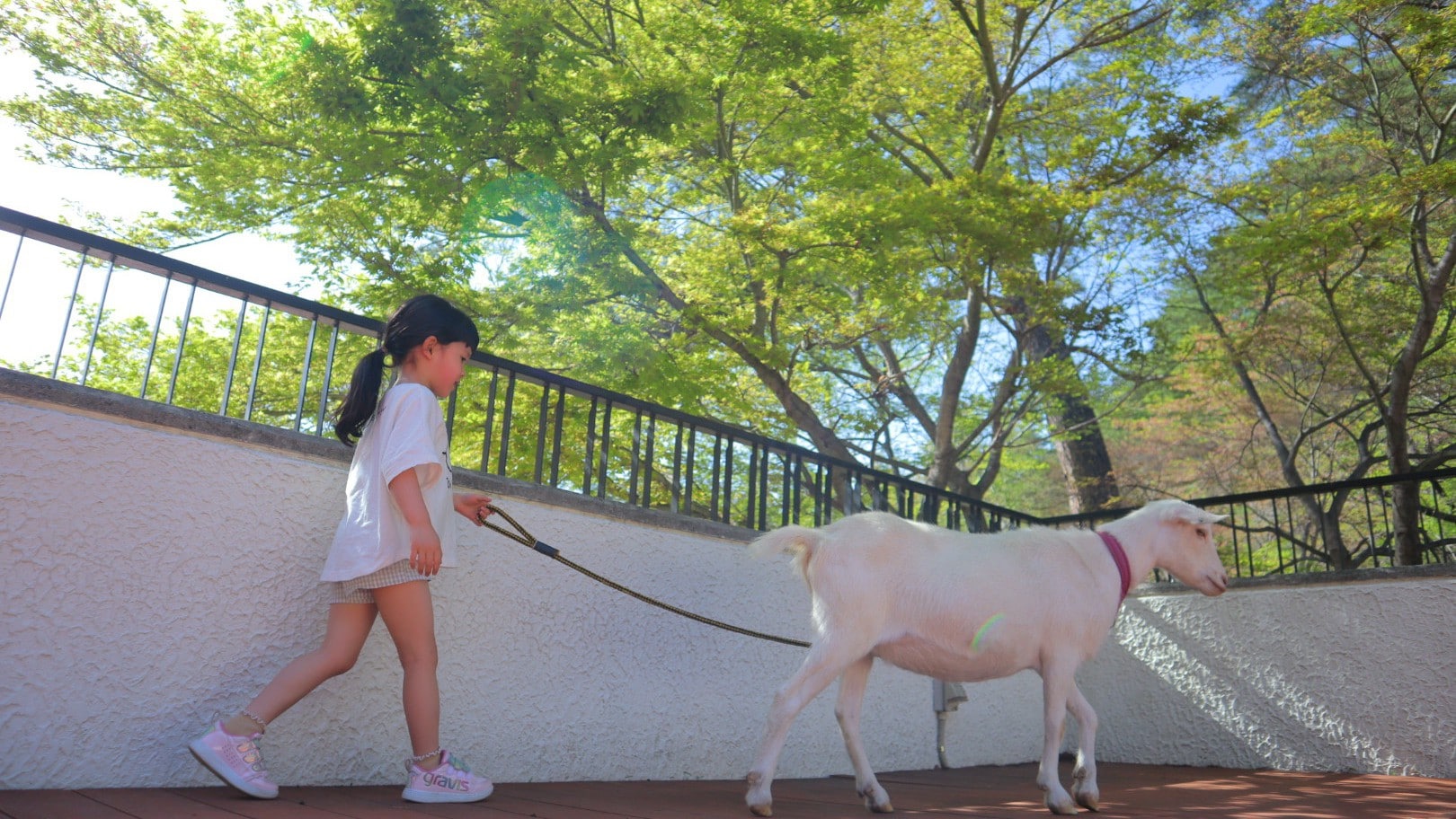 Goat walk experience