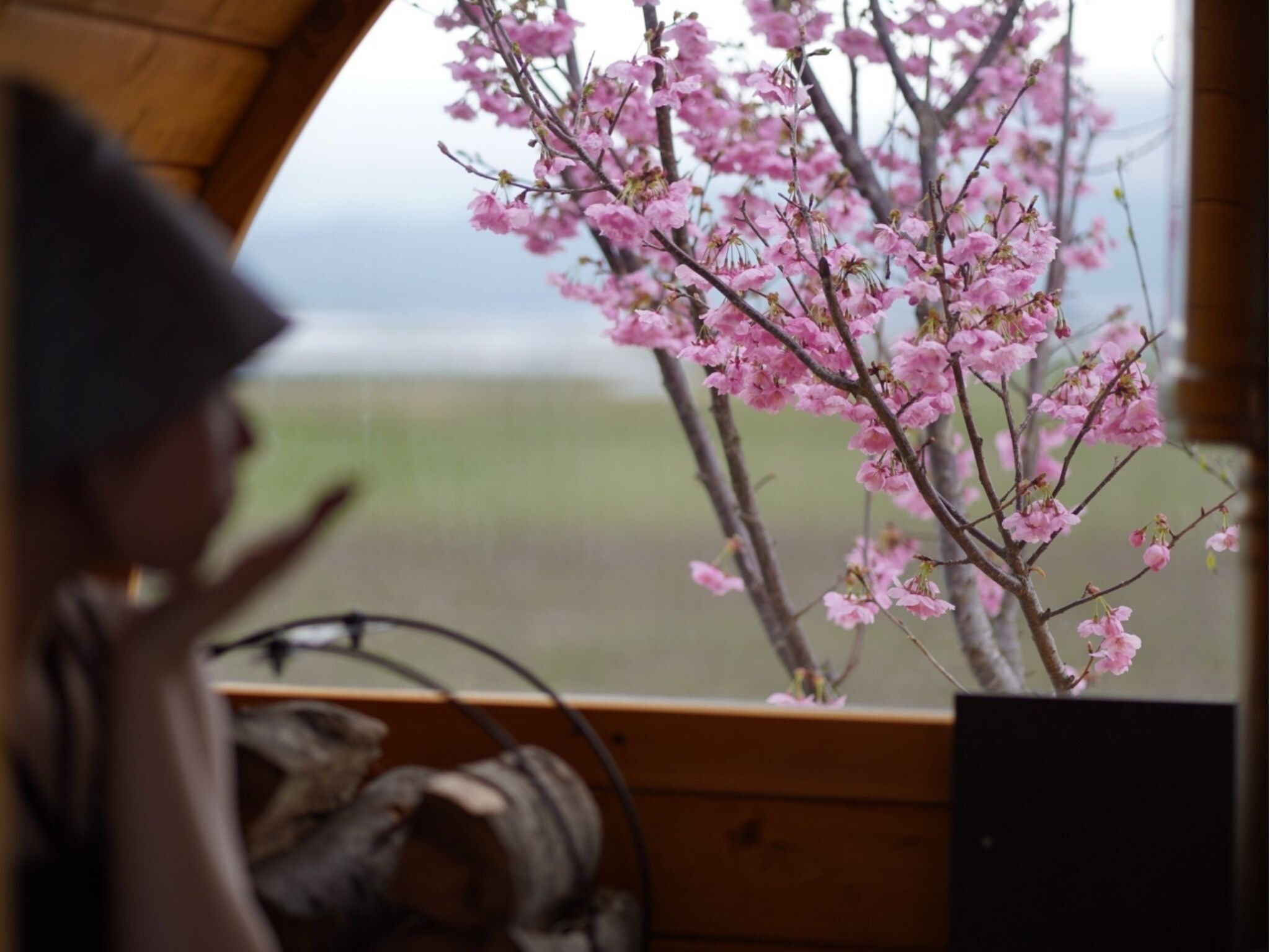 Sauna while enjoying cherry blossoms