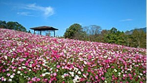 Nobeoka Botanical Garden (20 minutes by car from our hotel)