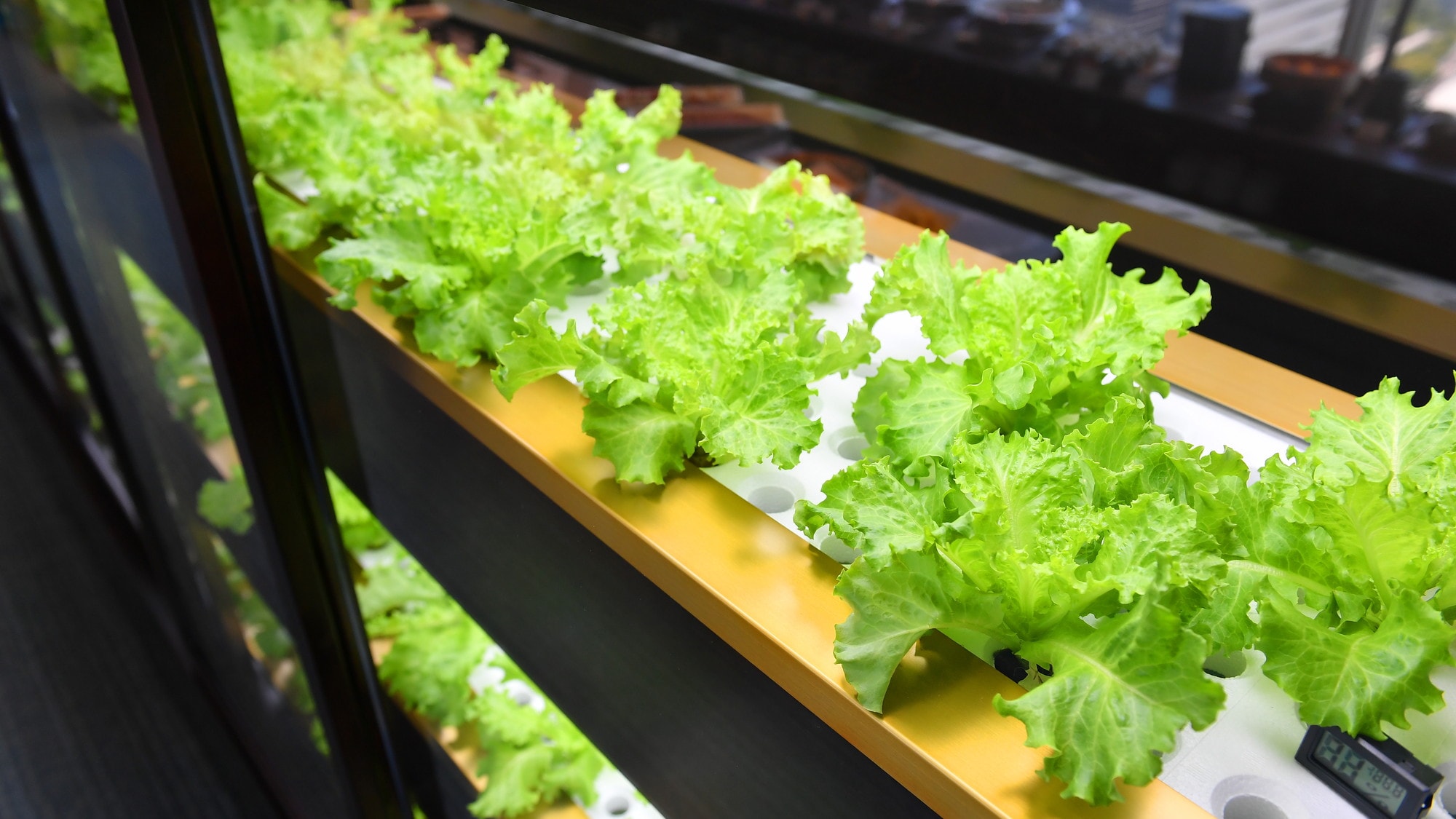 We have set up a hydroponic cultivation facility in one area to provide freshly picked vegetables.