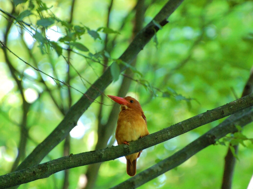Ruddy Kingfisher