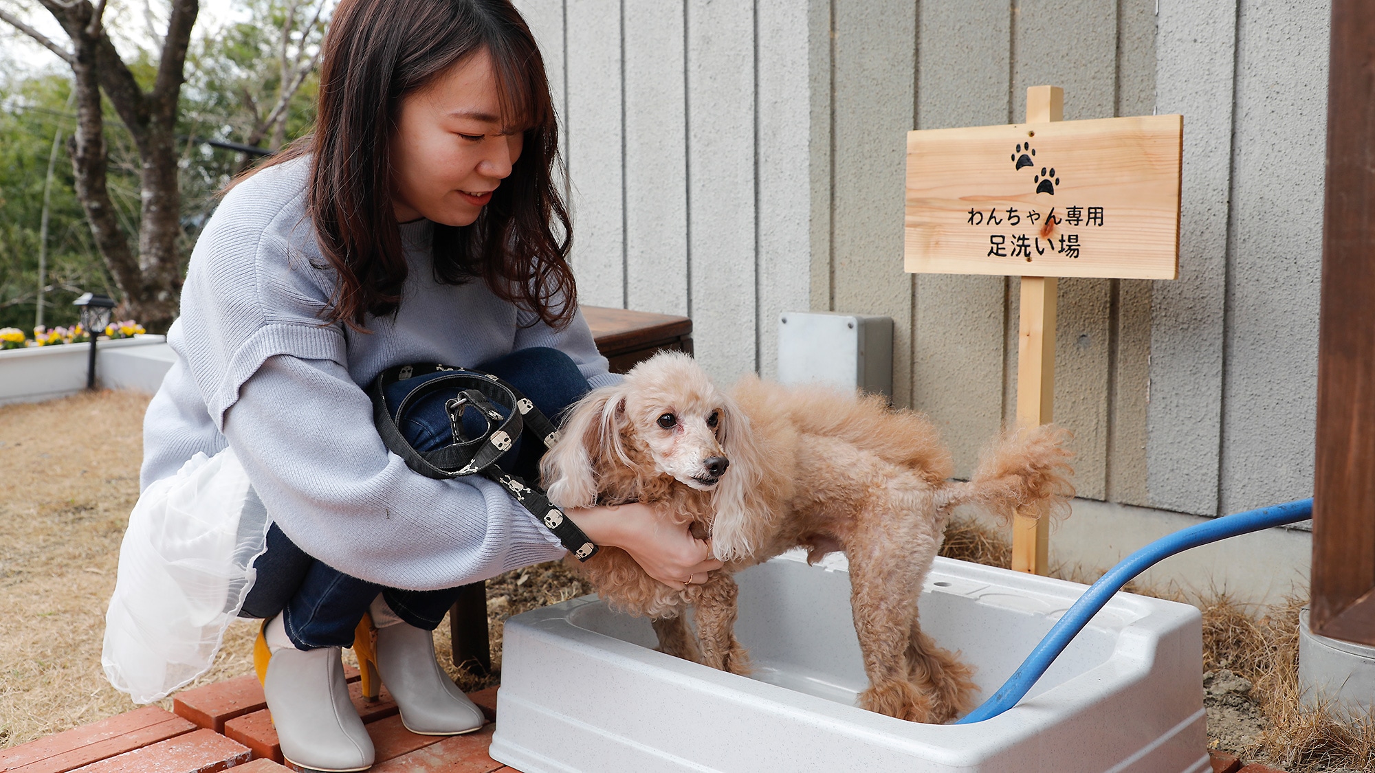 ห้องพักที่เป็นมิตรกับสุนัข