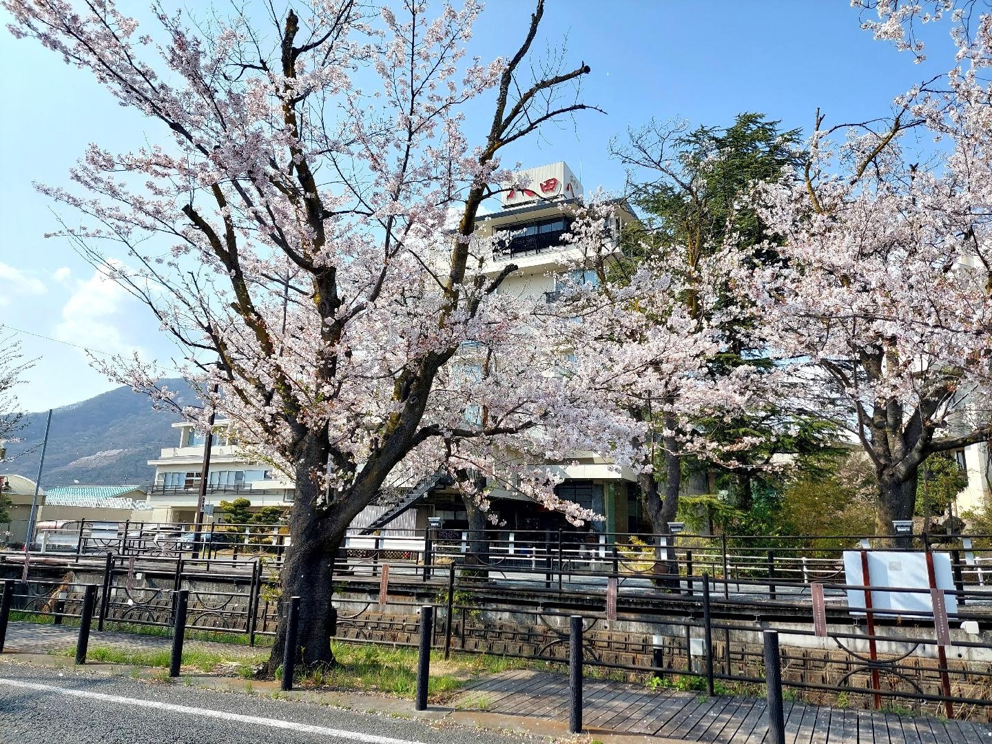 20260329_145029　ホテル八田前の桜（川向こうから）.jpg