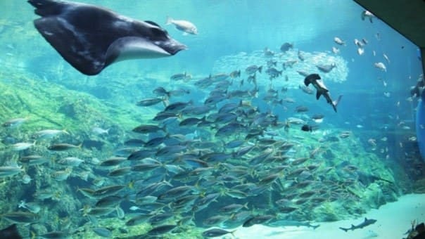 Kujukushima Pearl Sea Resort is full of highlights and you can fully enjoy it all day long.