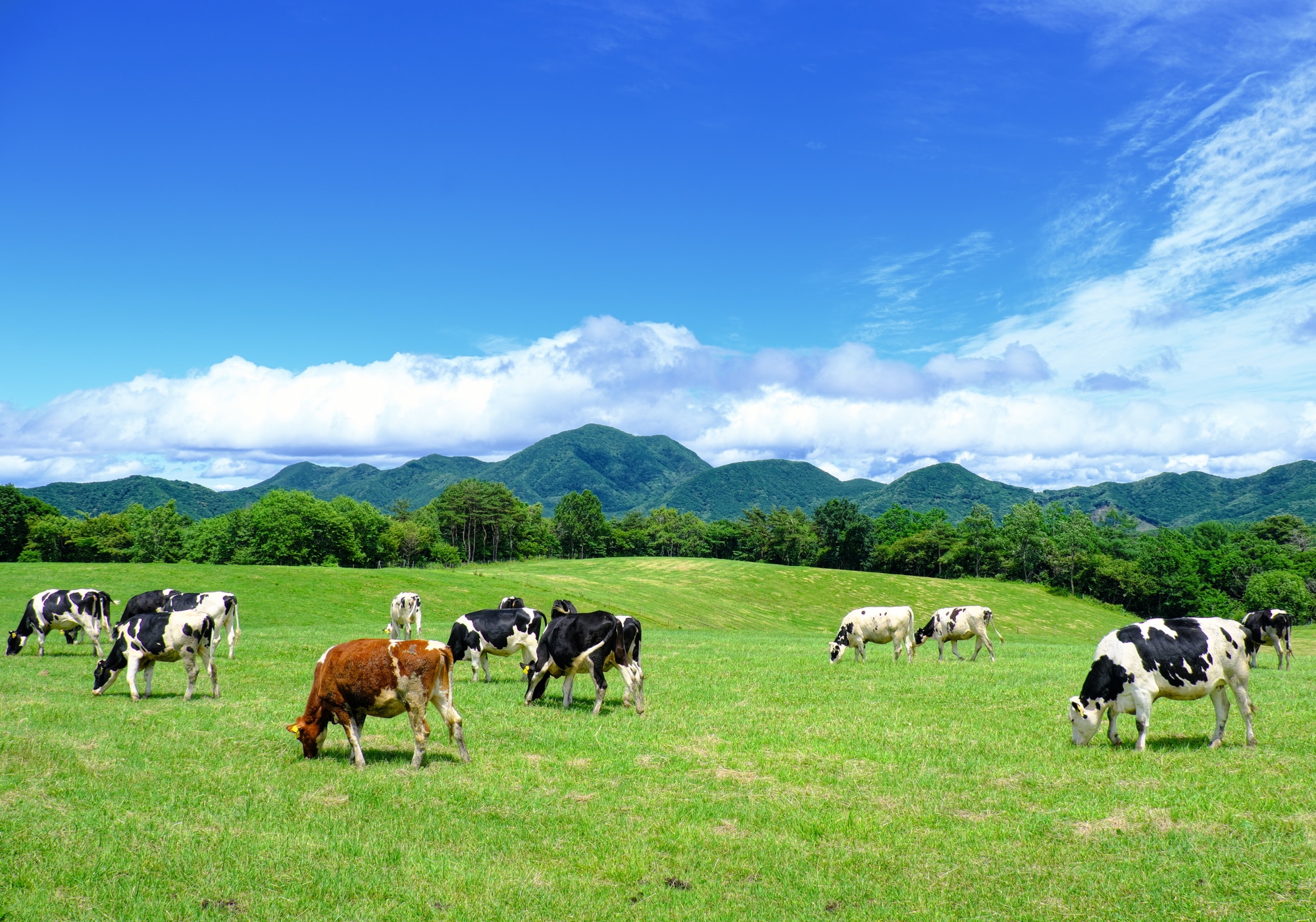 Asama Highland Farm