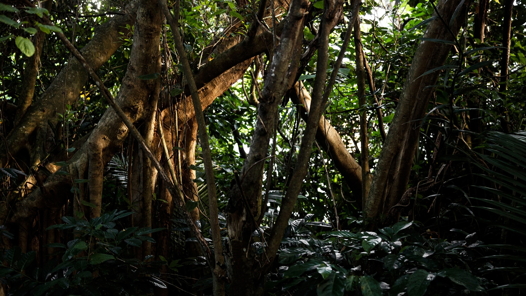 |Hutan JUSANDI|