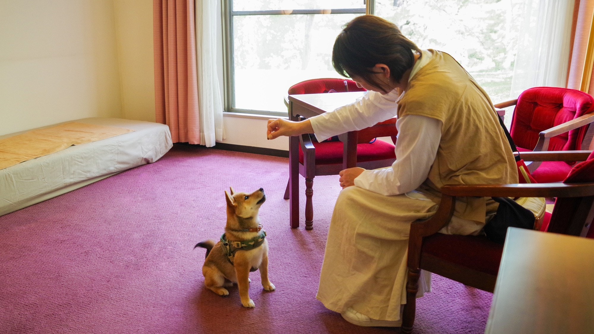 dog friendly room
