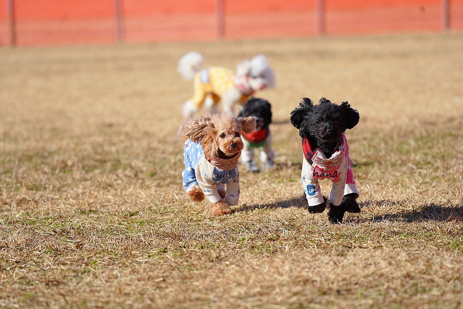Dog run