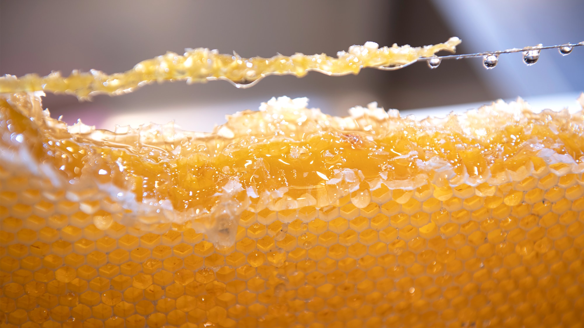 全巢蜂蜜的“蜂蜜”