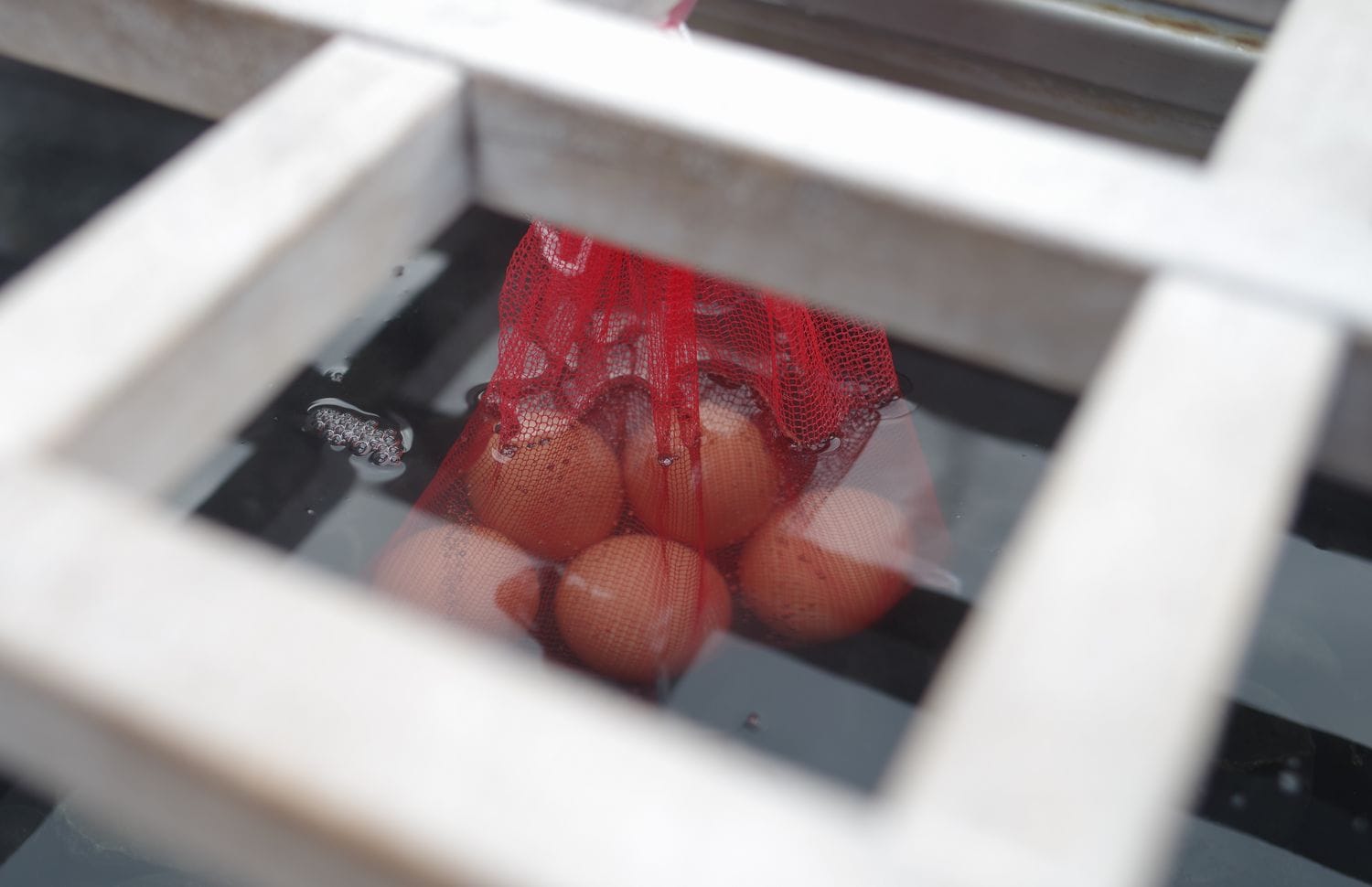 Soft-boiled eggs