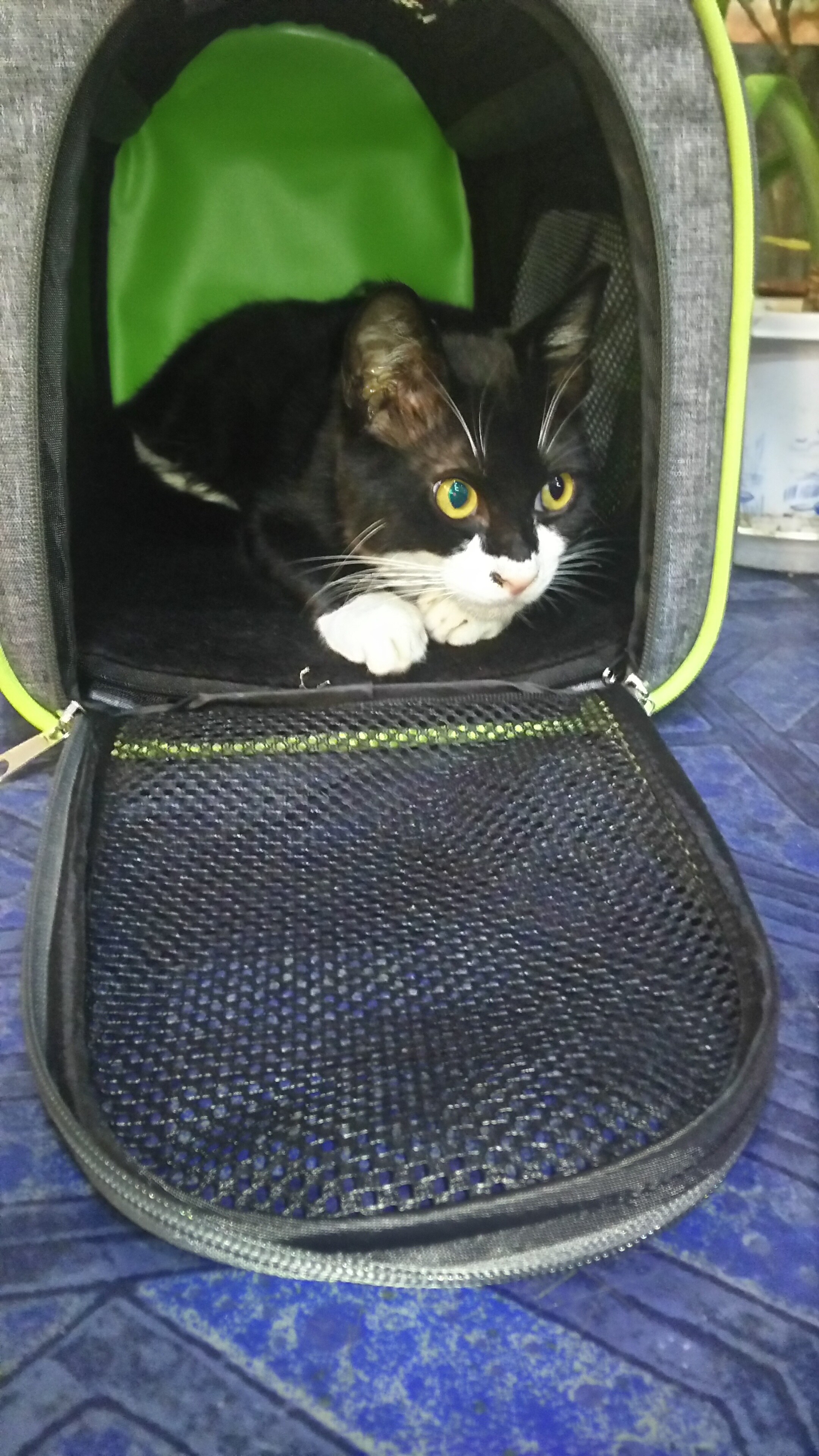 cat